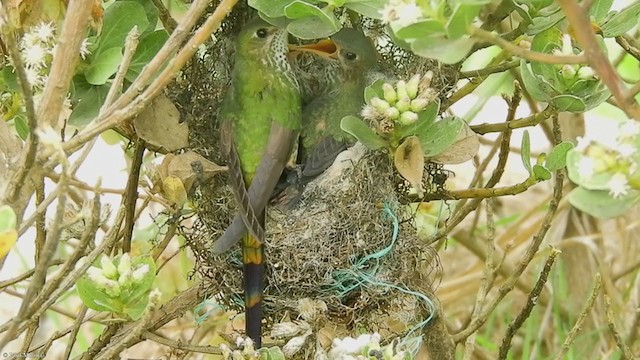 Black-tailed Trainbearer - ML315223401