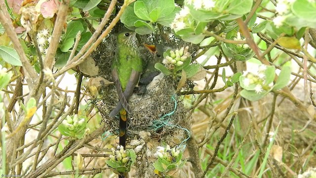 Black-tailed Trainbearer - ML315225351