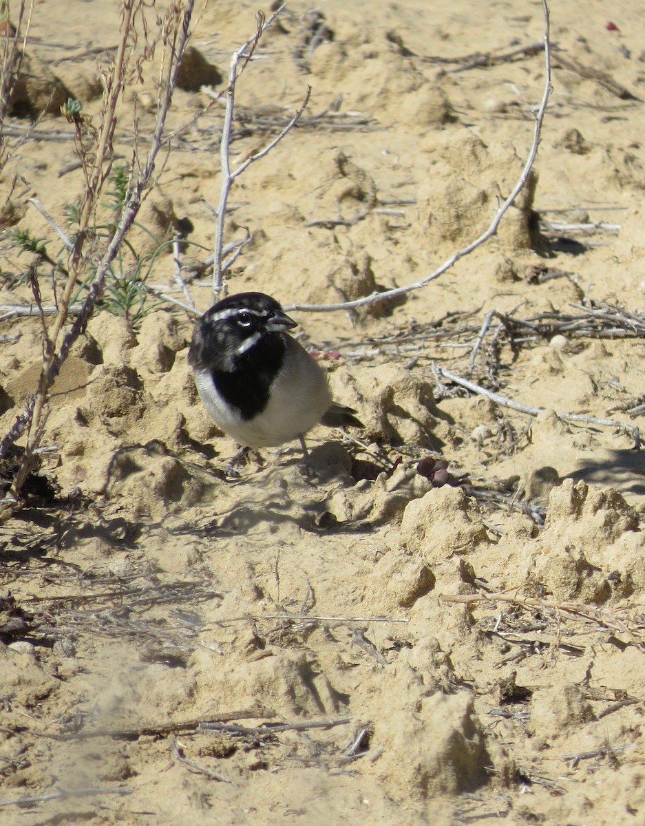 Black-throated Sparrow - ML315225421