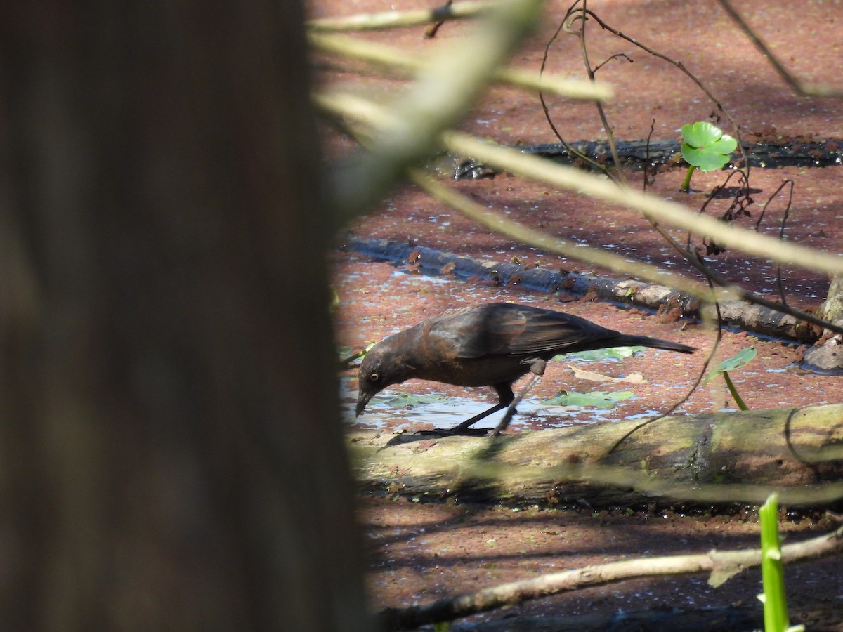 Rusty Blackbird - ML315225621