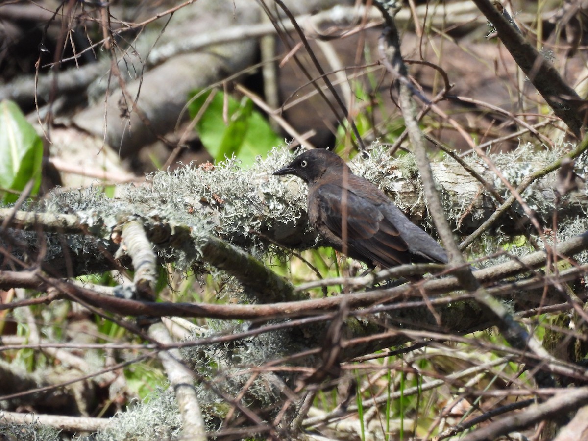 Rusty Blackbird - ML315225631