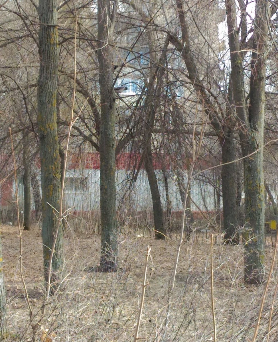 Саарал хэрээ - ML315226941