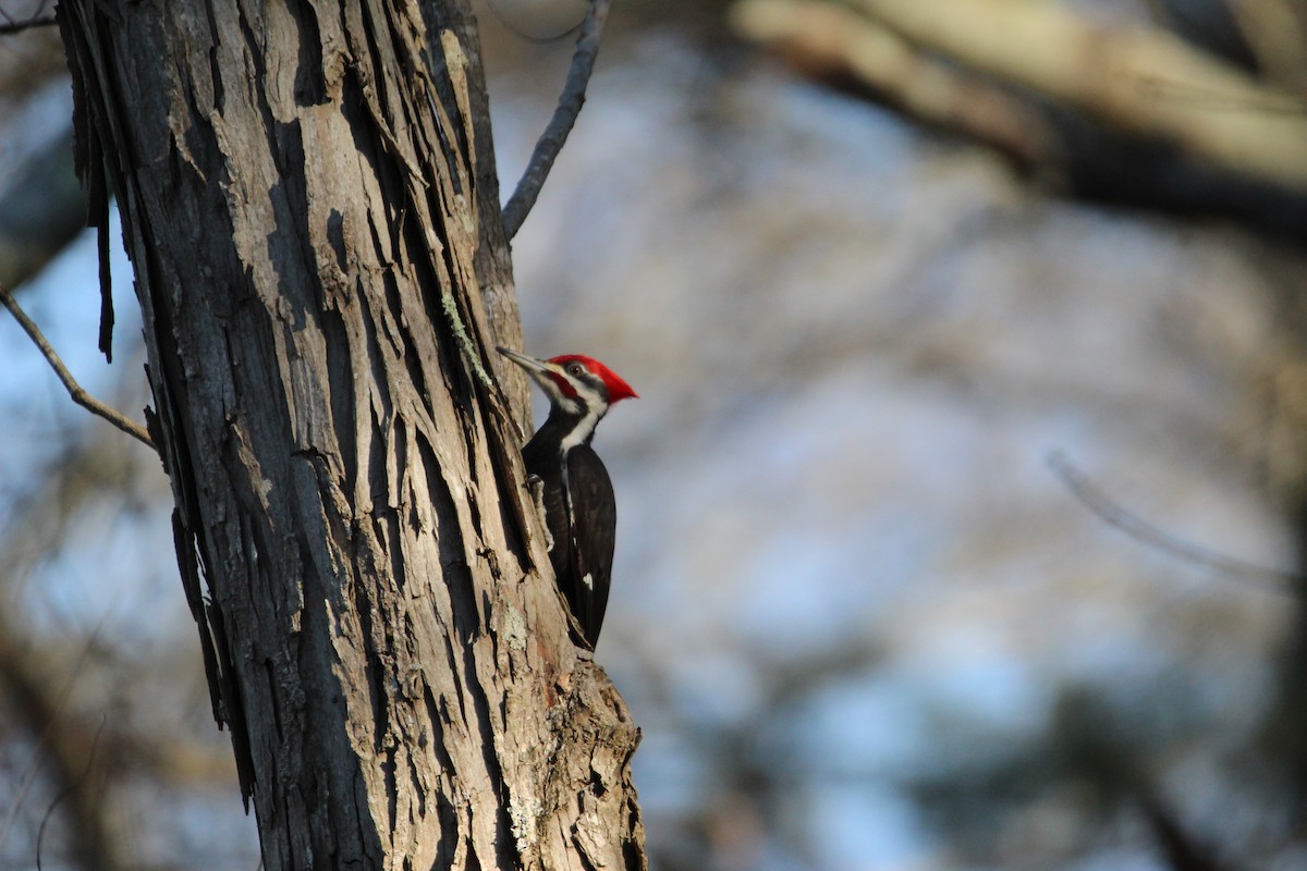 Pileated Woodpecker - ML315227051