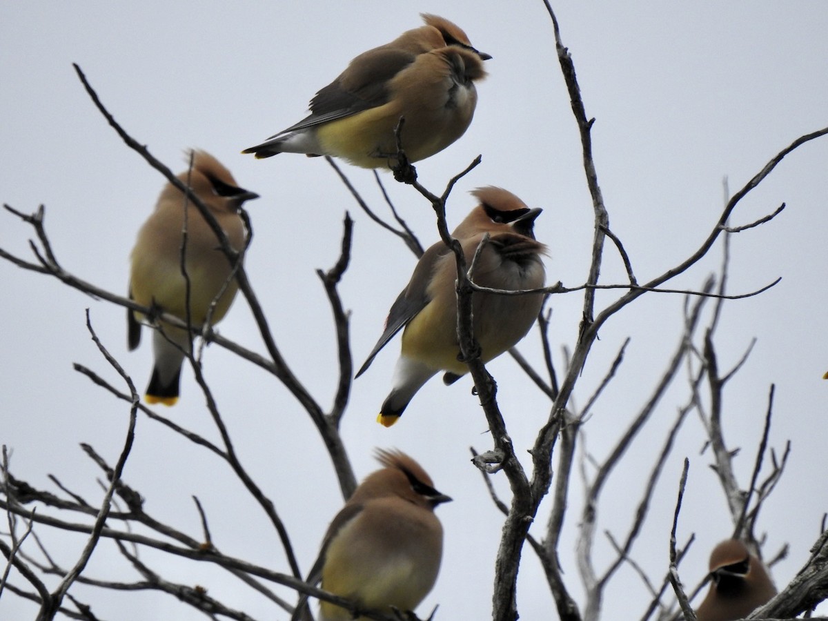 Cedar Waxwing - ML315227141