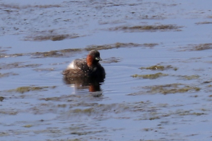 Little Grebe - ML315227841