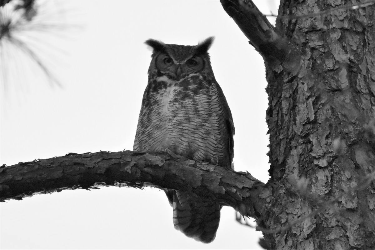 Great Horned Owl - ML315227871