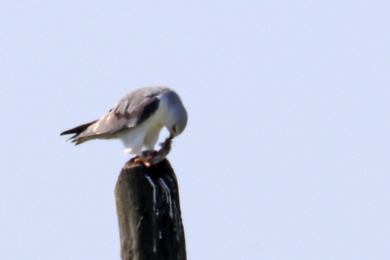 Black-winged Kite - Francisco Barroqueiro