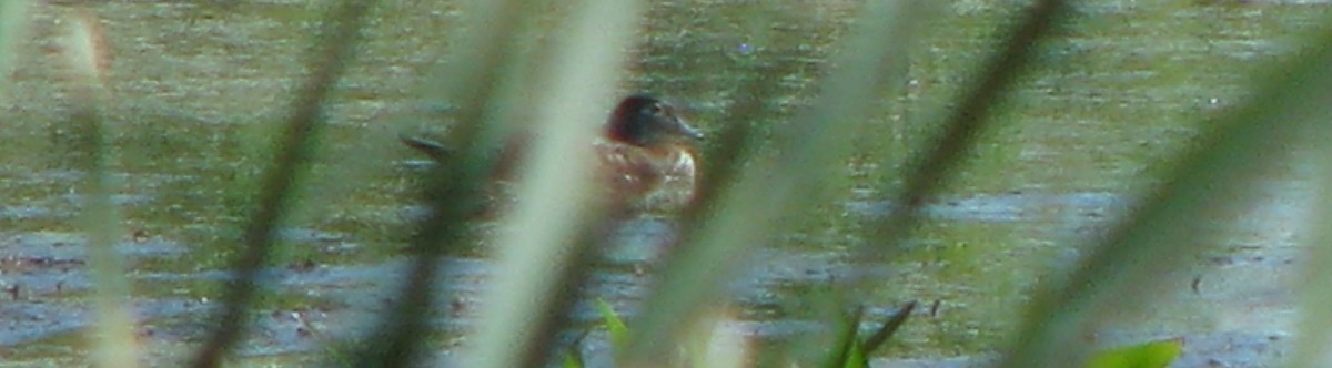 Wood Duck - ML31522851