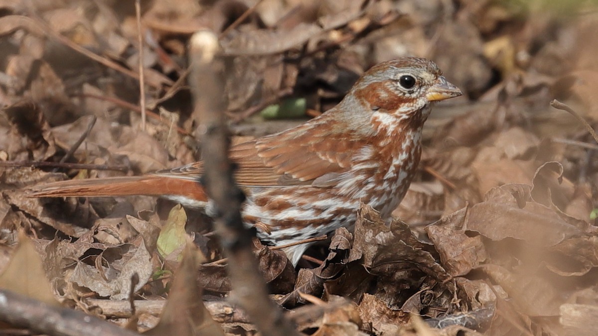 Fox Sparrow - Kelly Panneck