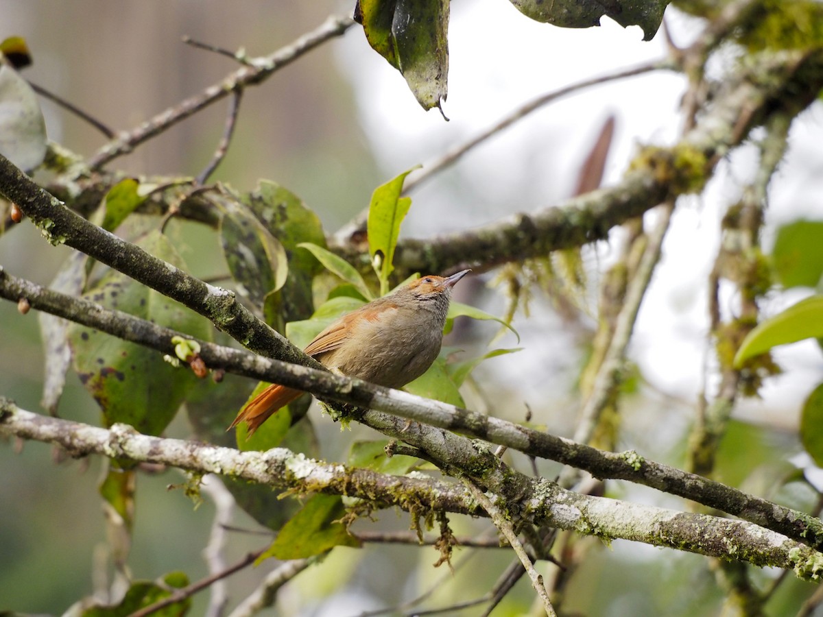 Red-faced Spinetail - ML31522891