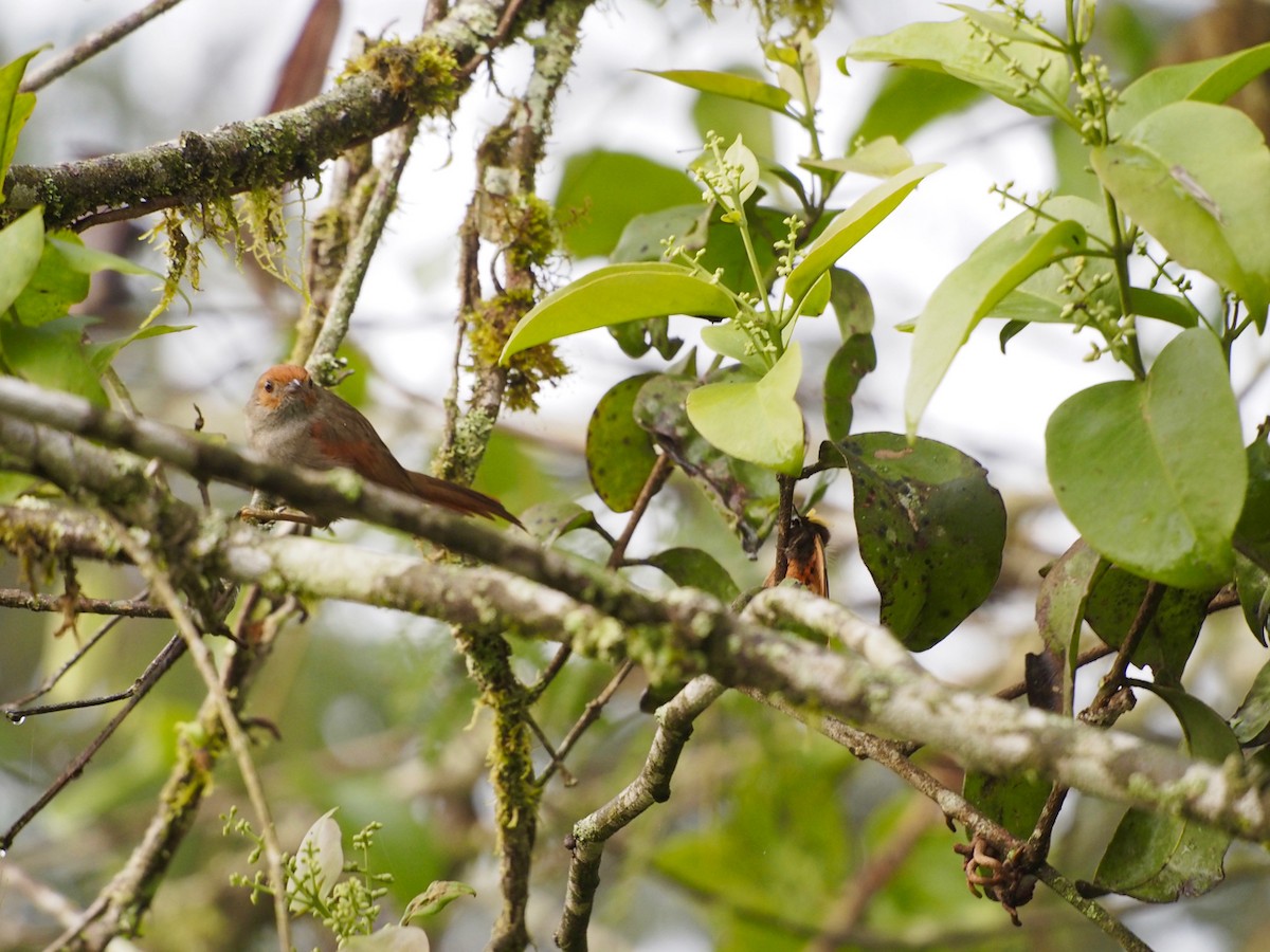 Red-faced Spinetail - ML31522901