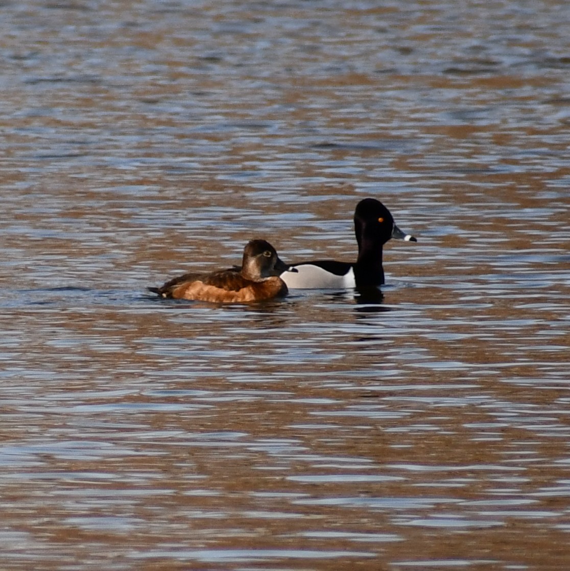 Ring-necked Duck - ML315232271