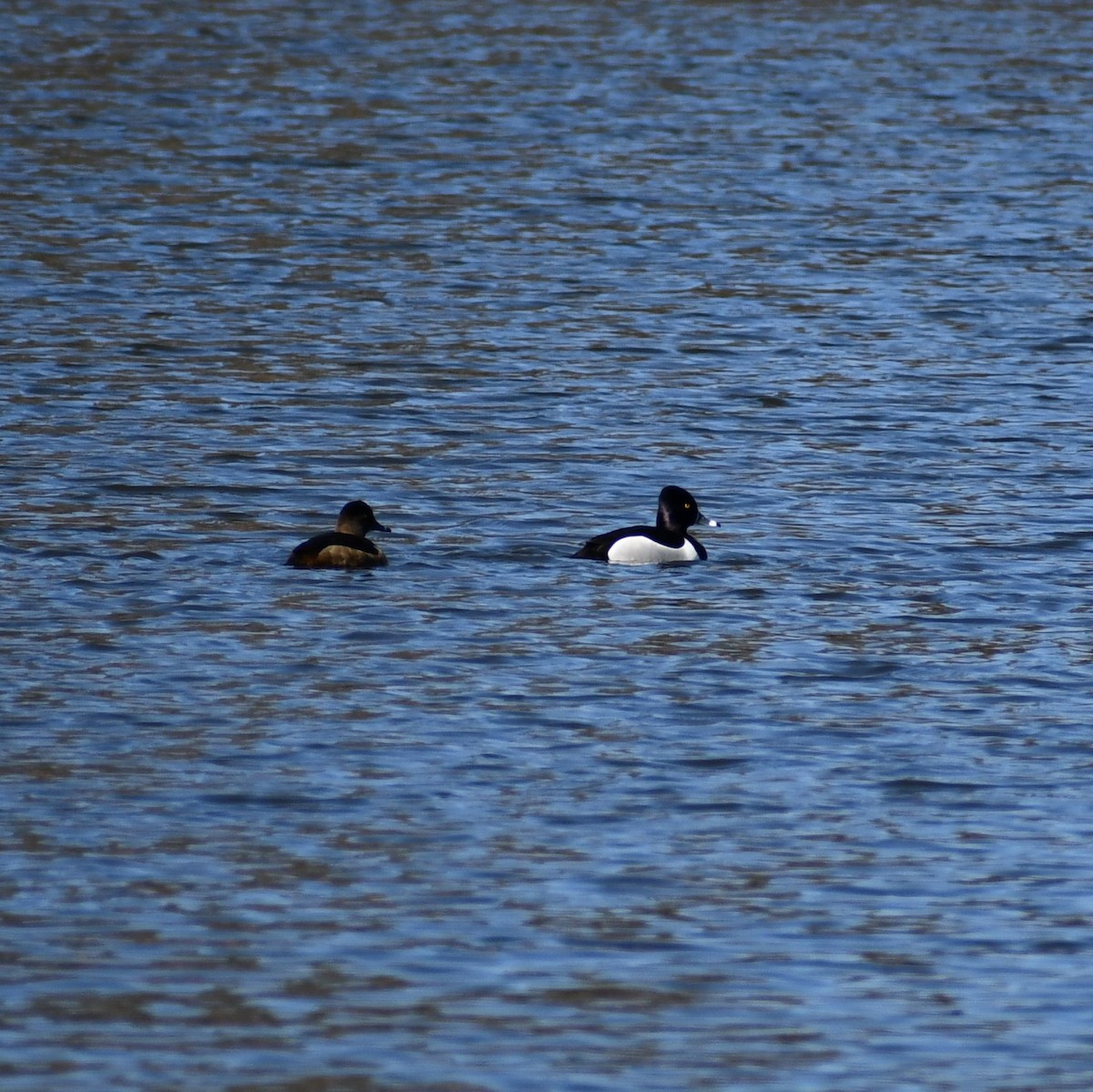 Ring-necked Duck - ML315232291