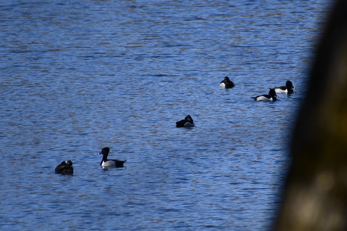 Ring-necked Duck - Kevin Kelly