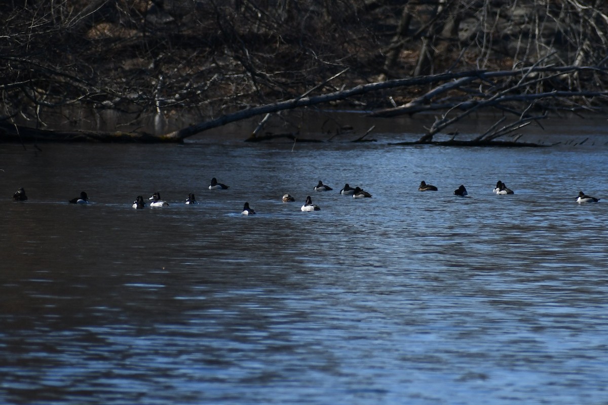 Ring-necked Duck - ML315232311