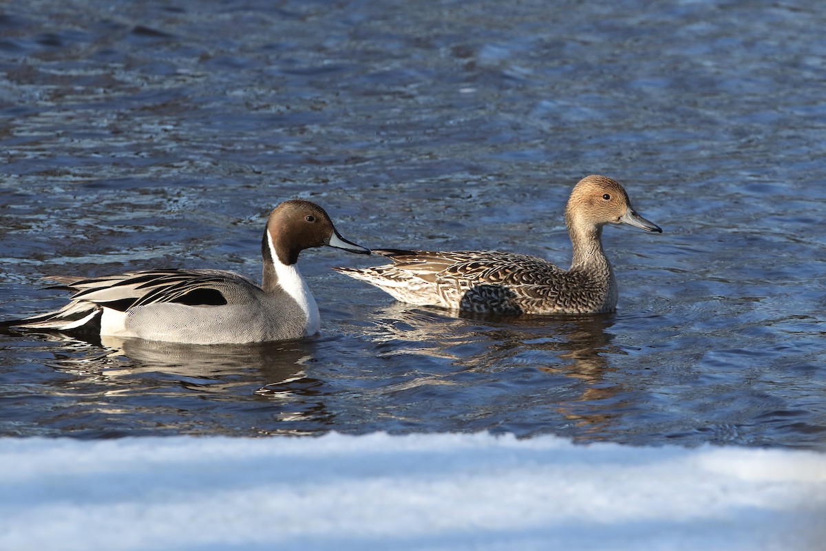 Northern Pintail - Gang Wu