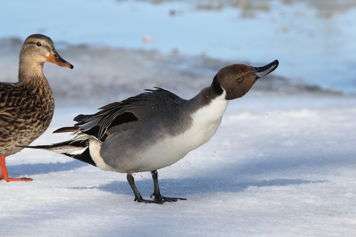 Northern Pintail - Gang Wu