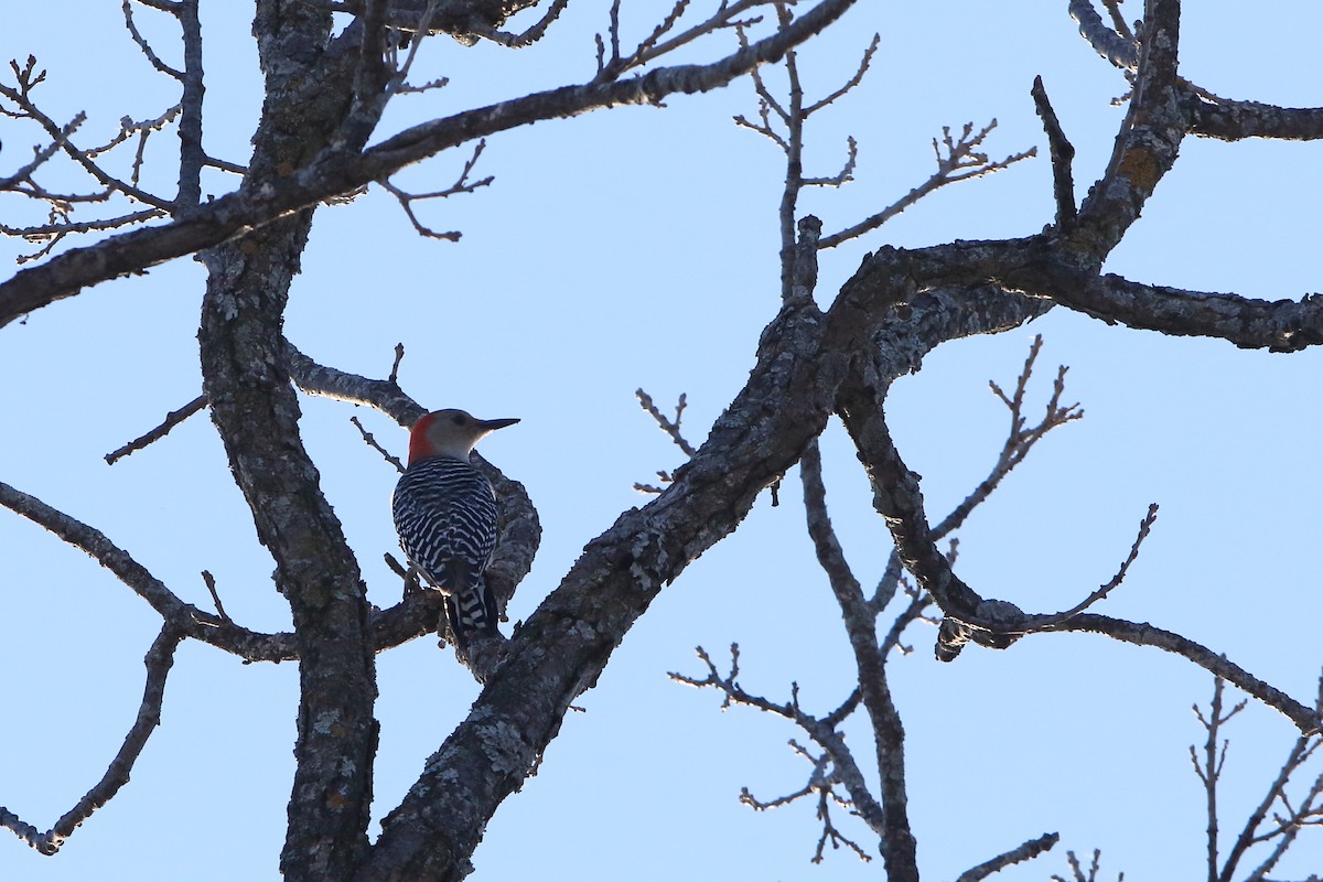 Red-bellied Woodpecker - ML315235991