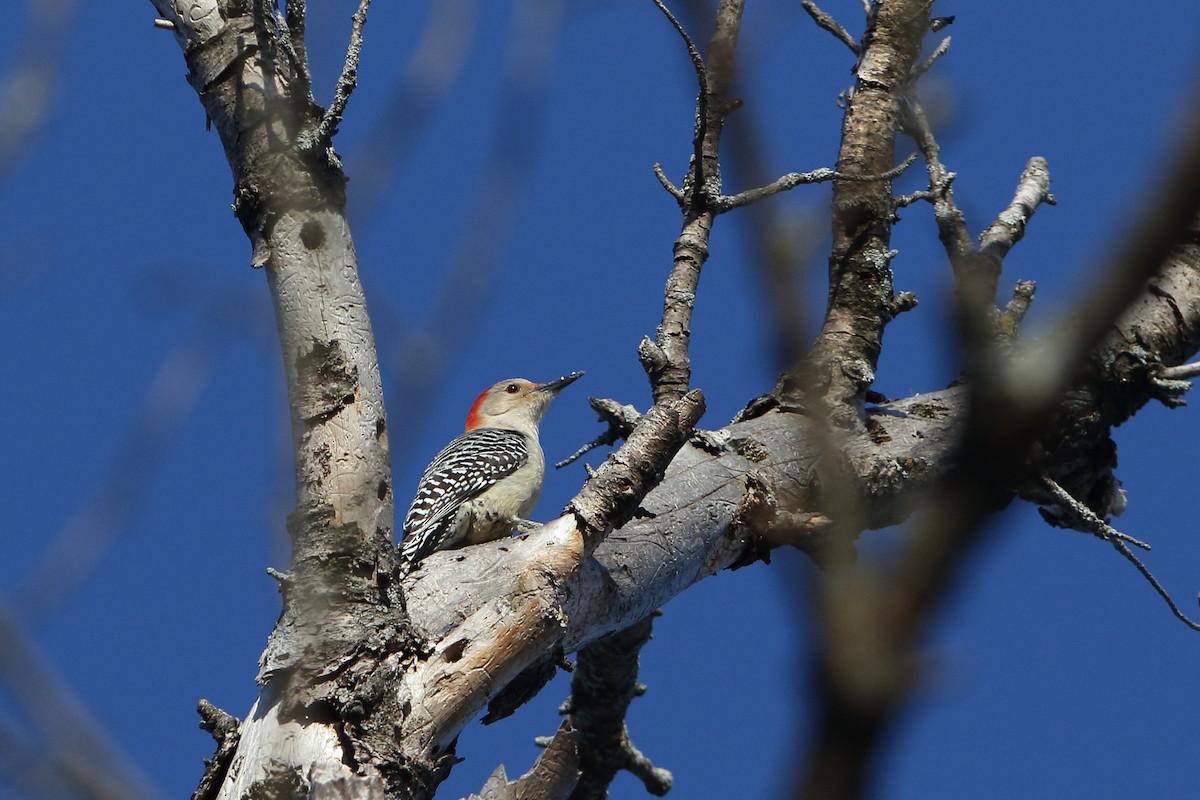 Red-bellied Woodpecker - ML315236061