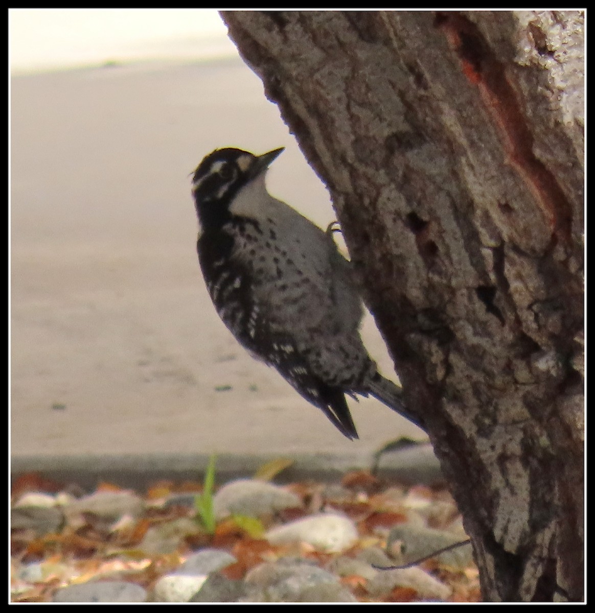 Nuttall's Woodpecker - Peter Gordon