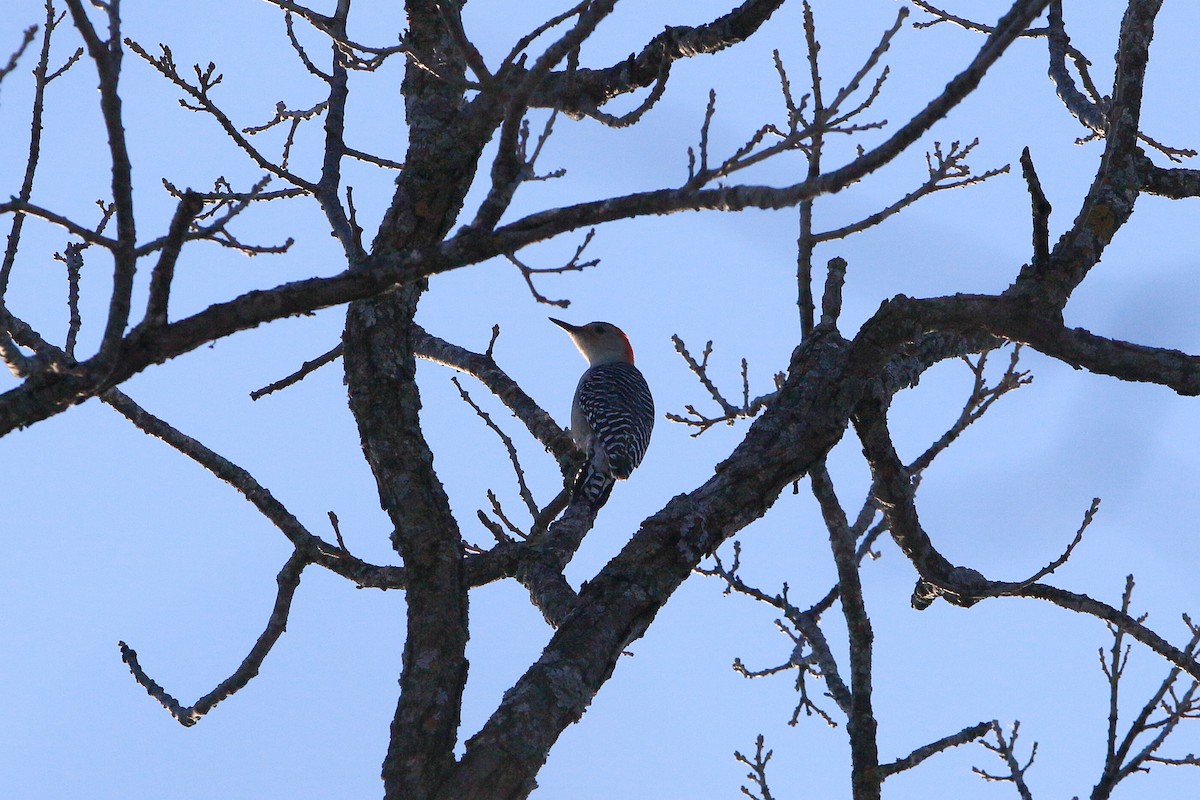 Red-bellied Woodpecker - ML315236091