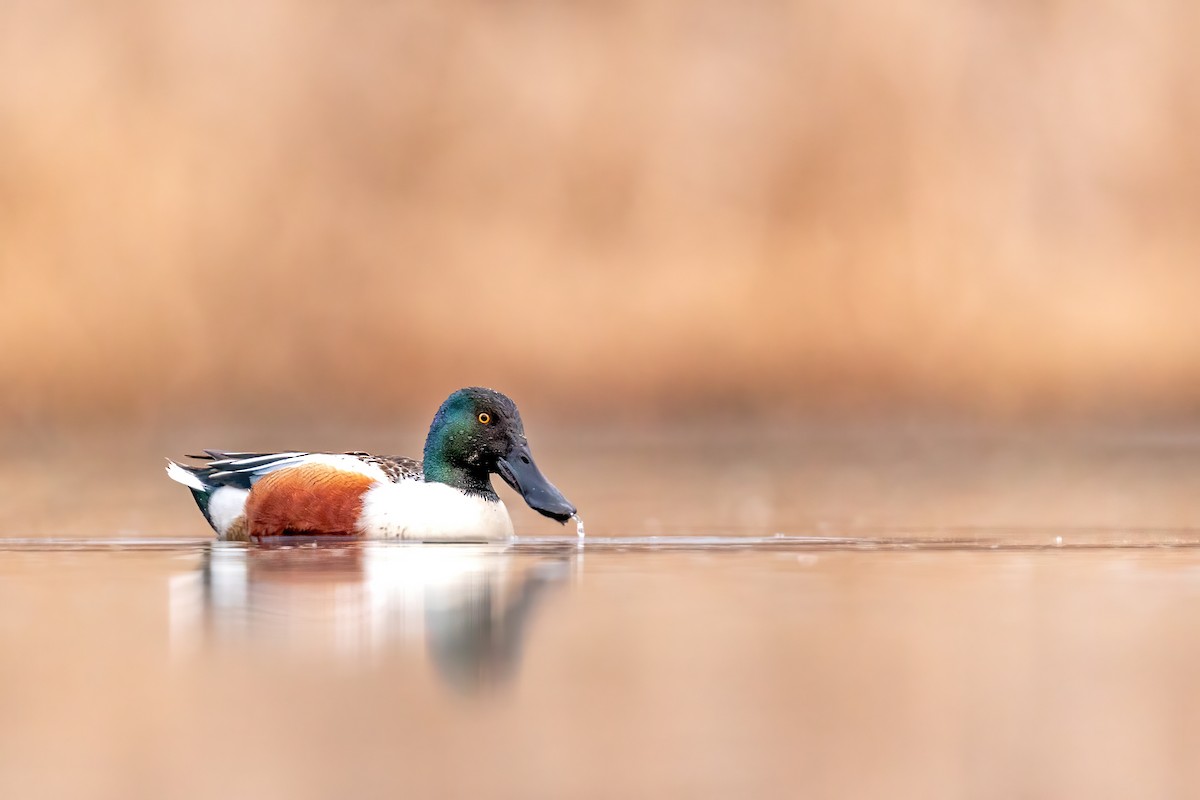 Northern Shoveler - Brad Imhoff
