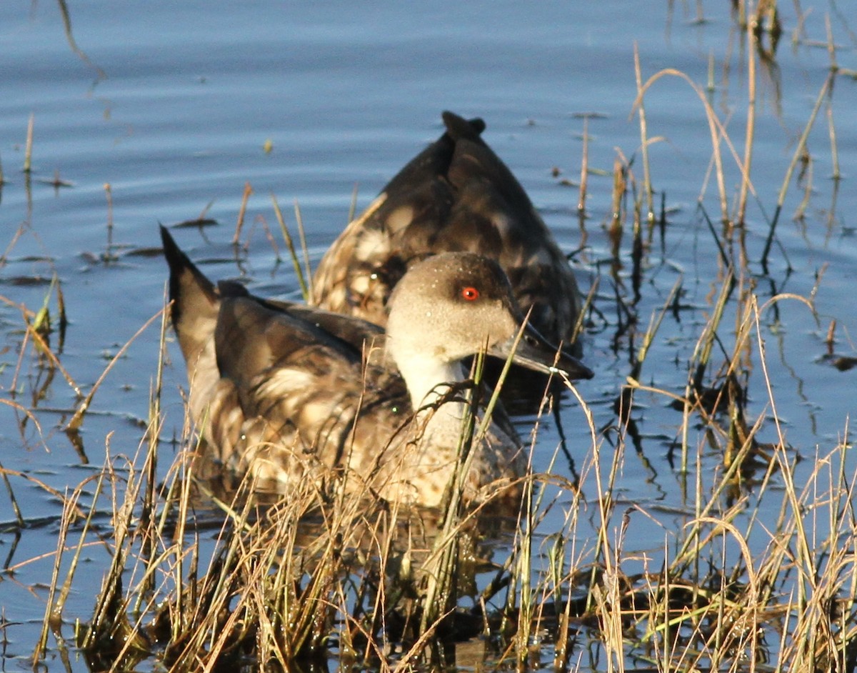 Crested Duck - ML315237271