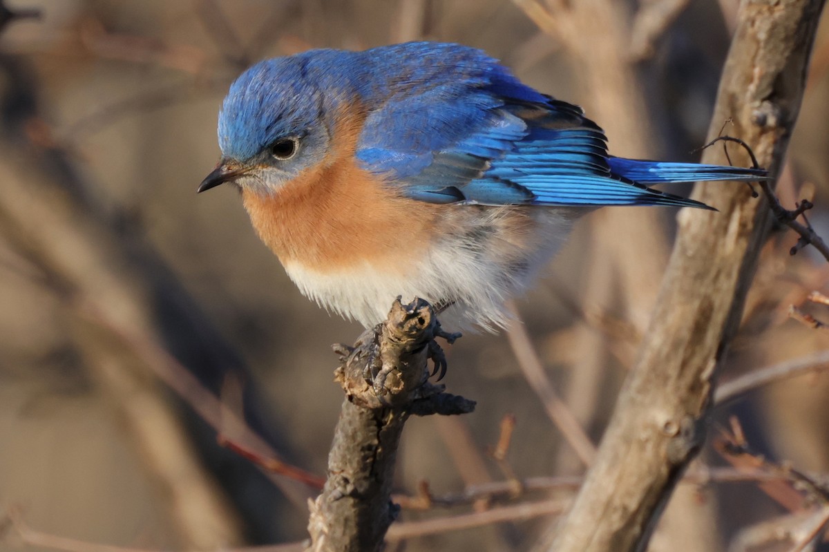 Eastern Bluebird - ML315237381