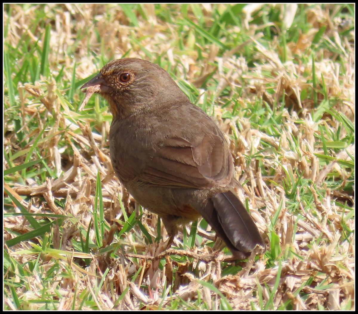 California Towhee - ML315237421