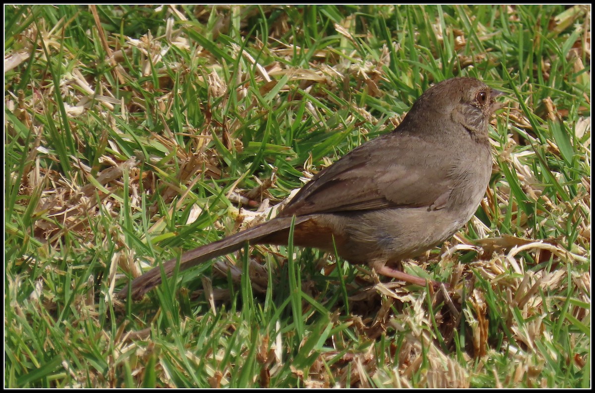 California Towhee - ML315237431