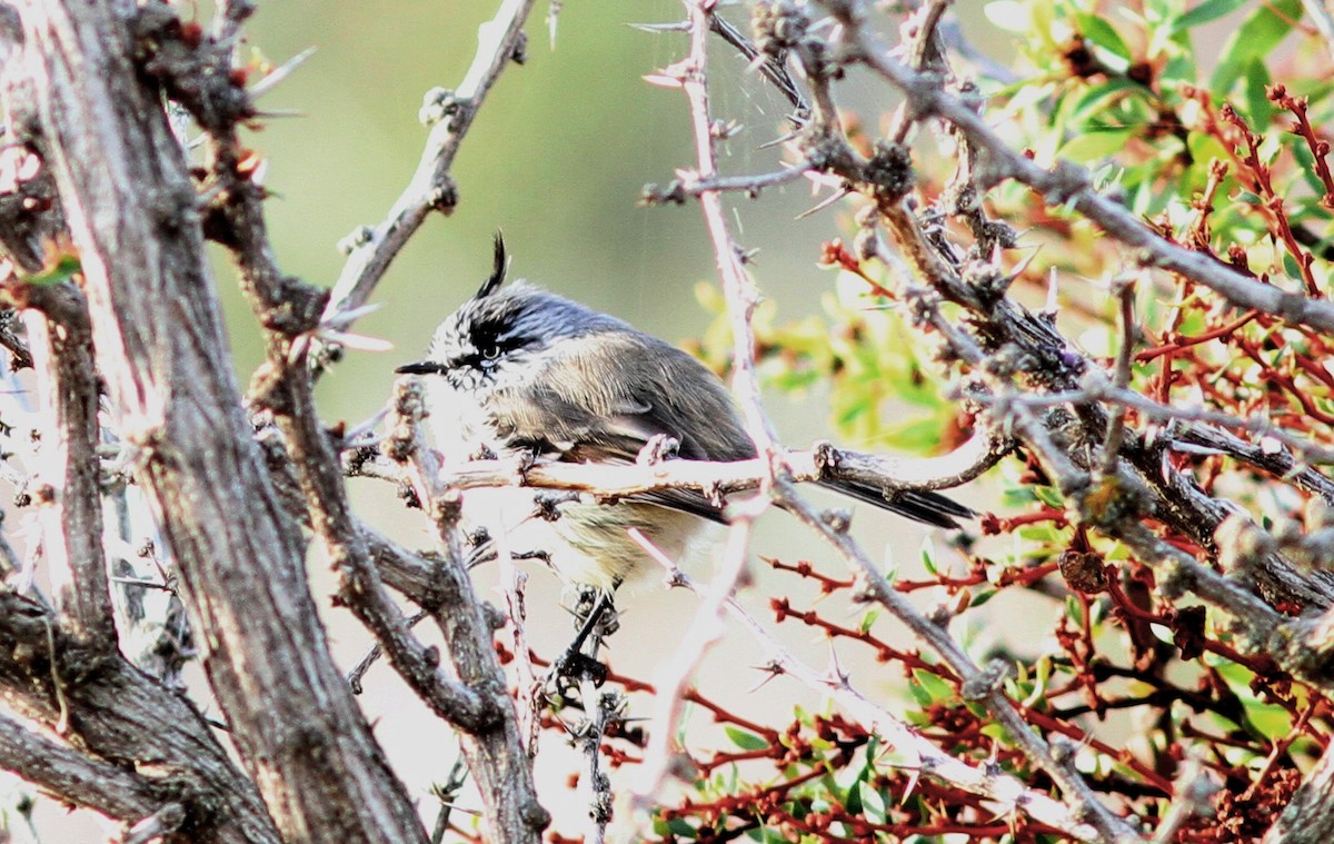 Tufted Tit-Tyrant - ML315237841