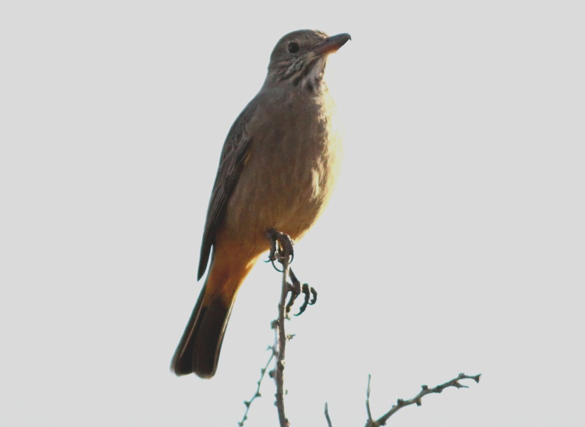 Great Shrike-Tyrant - ML315238021