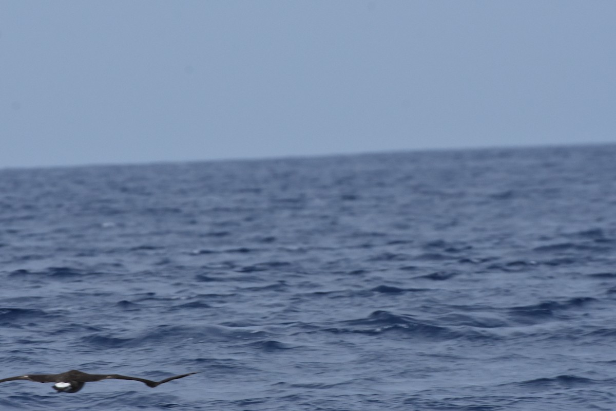 Black-footed Albatross - ML315238111