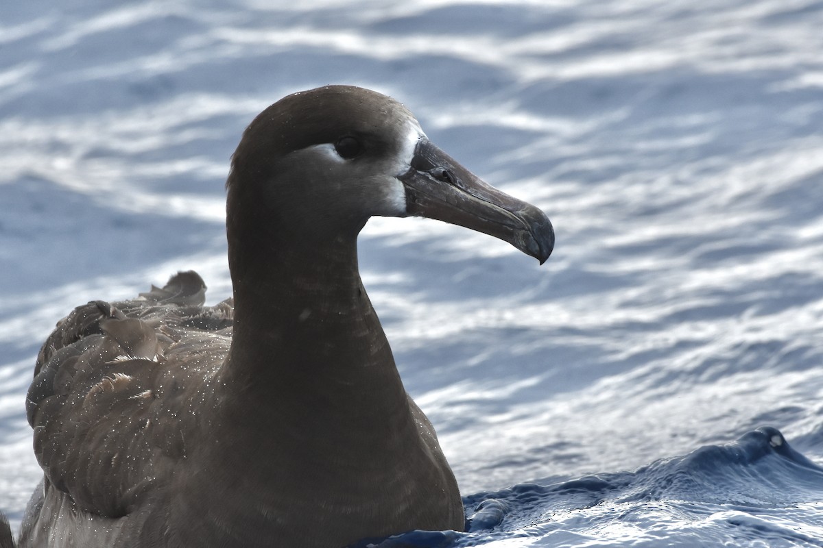 albatros černonohý - ML315238131