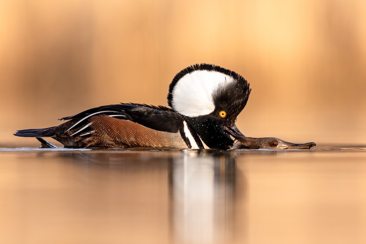 Hooded Merganser - ML315239111