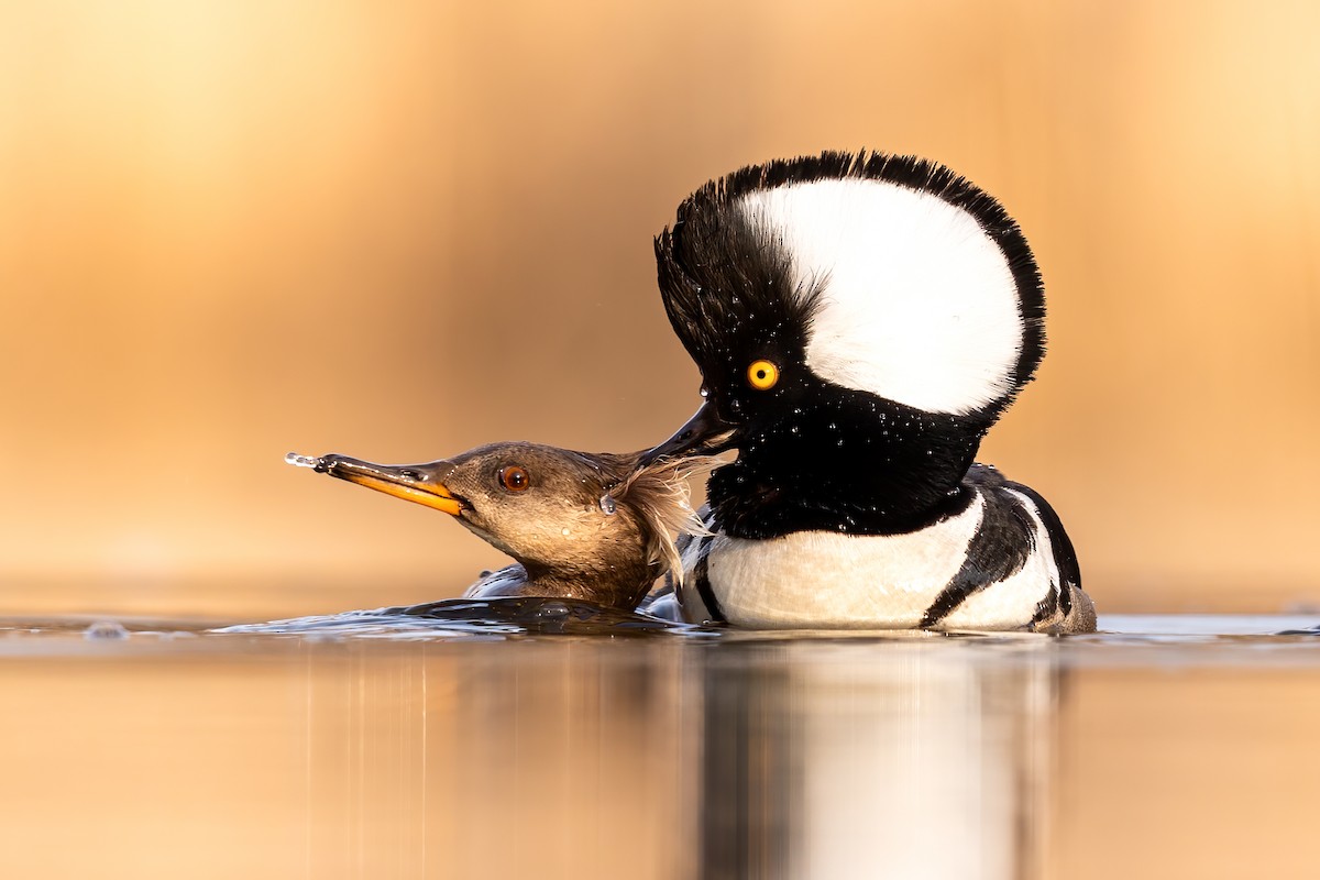 Hooded Merganser - ML315239161