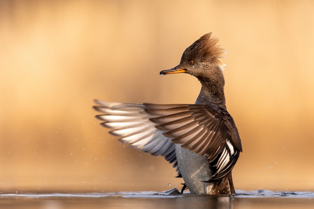 Hooded Merganser - ML315239441