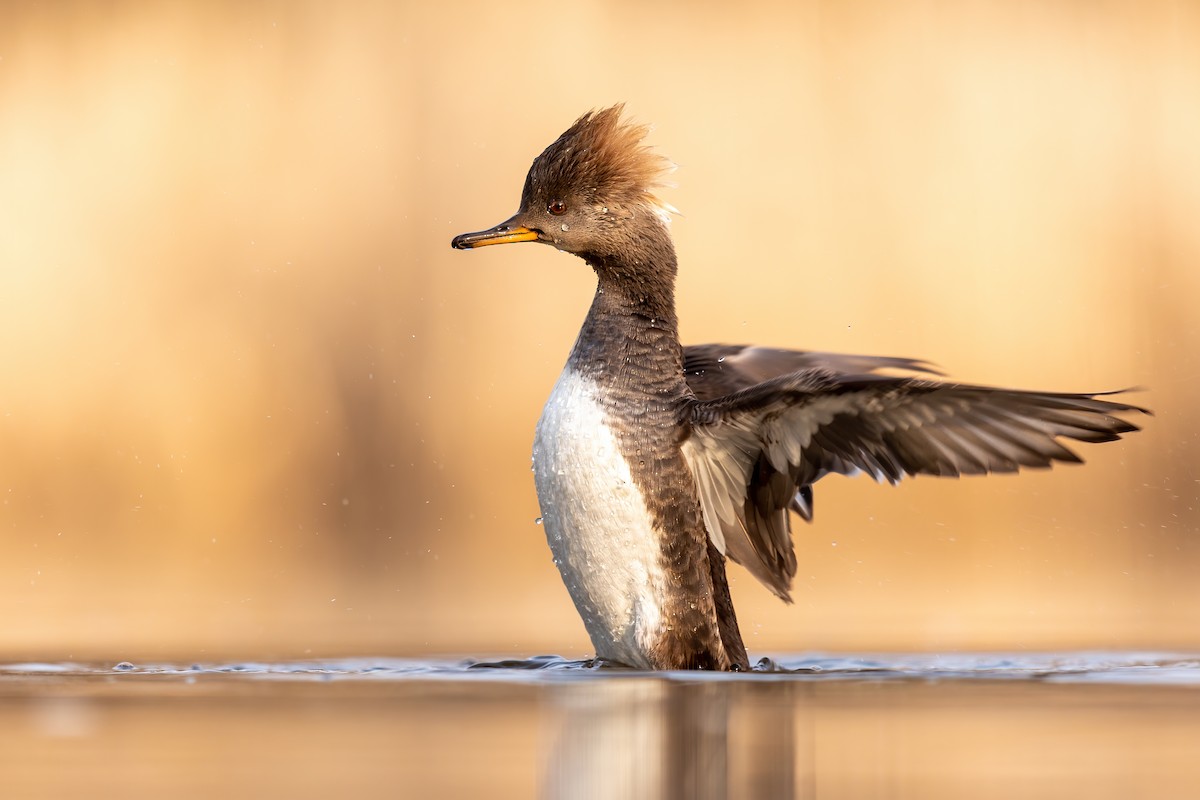 Hooded Merganser - ML315239521