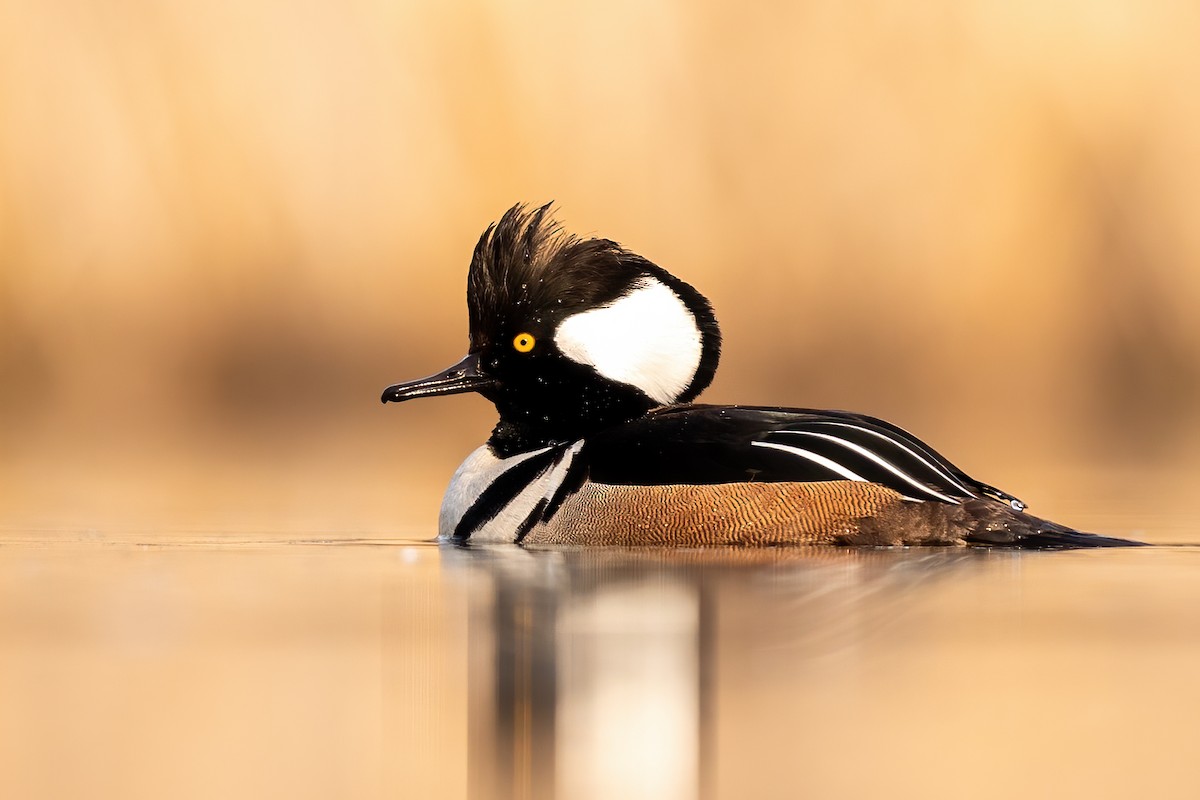 Hooded Merganser - ML315239551