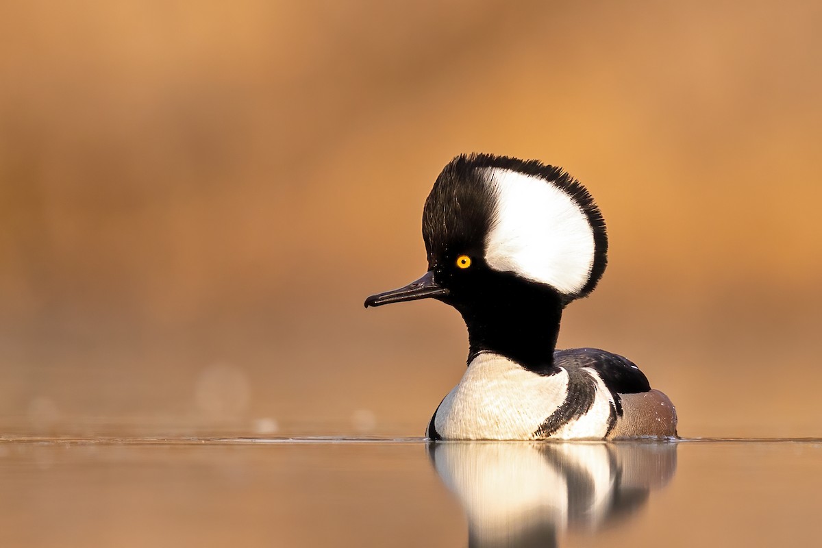 Hooded Merganser - ML315239631