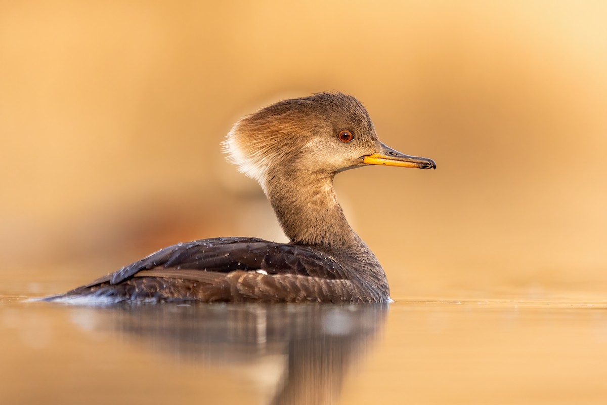 Hooded Merganser - ML315239711