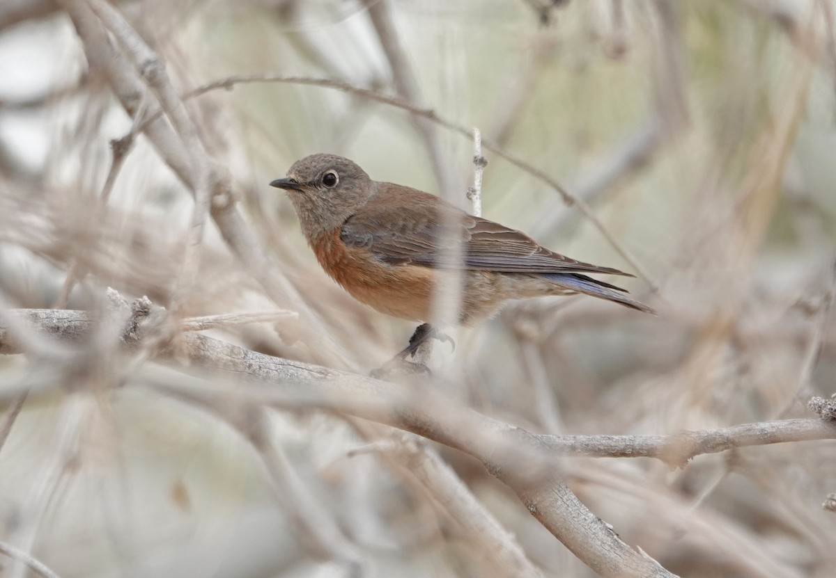 Western Bluebird - ML315241781