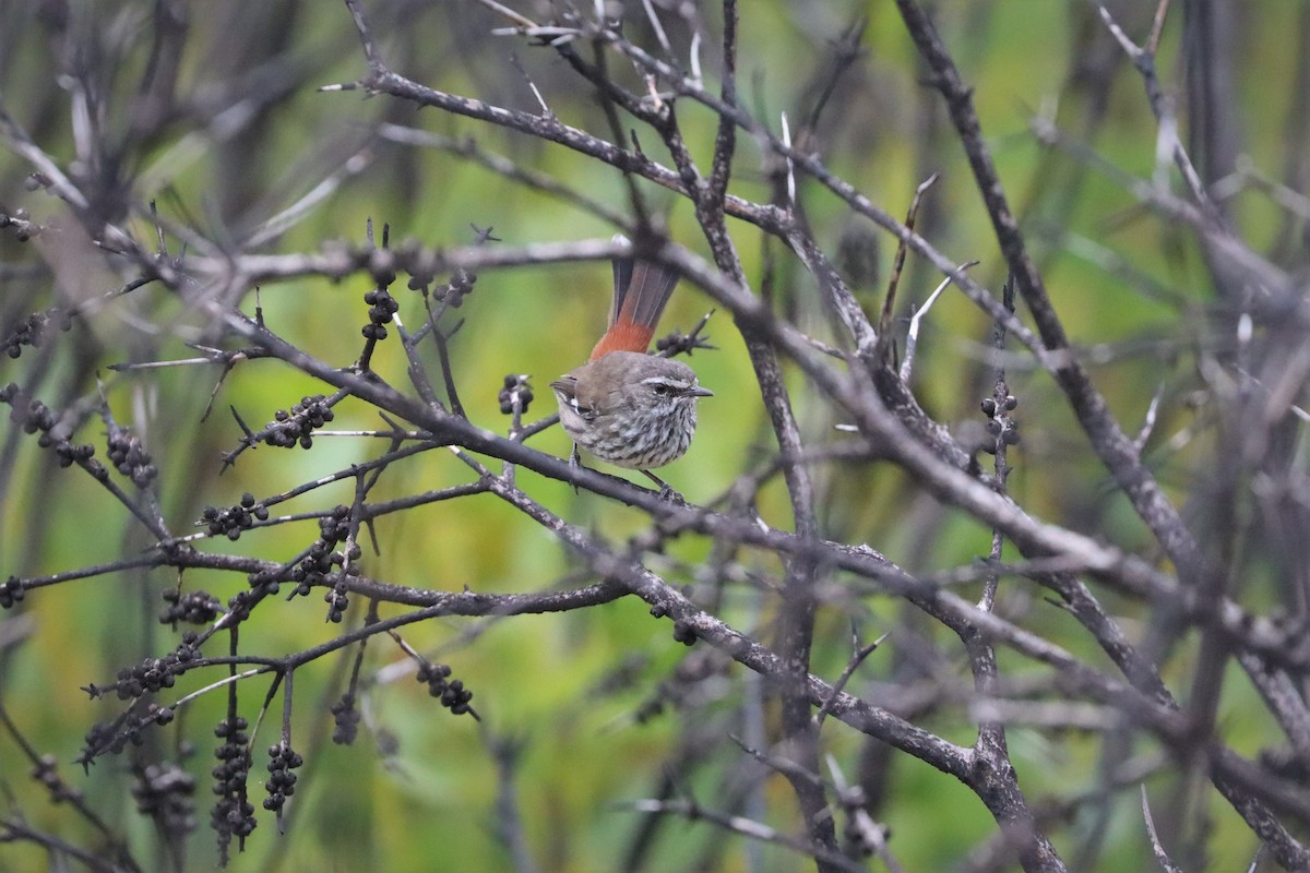 Shy Heathwren - Darcy Whittaker