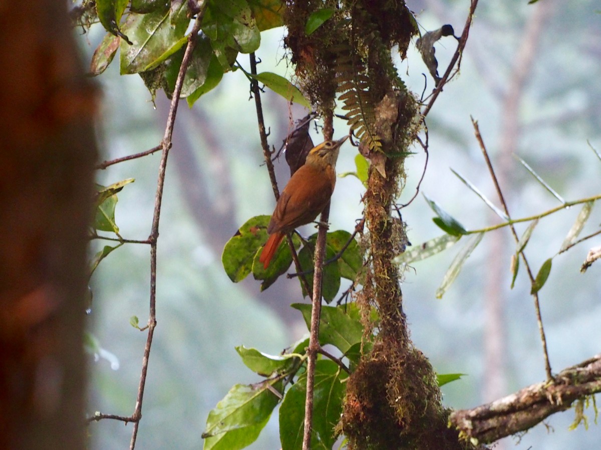 Scaly-throated Foliage-gleaner - ML31524341