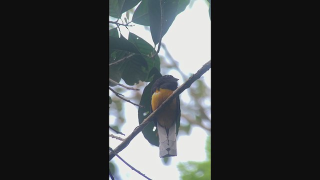 White-tailed Trogon - ML315244761