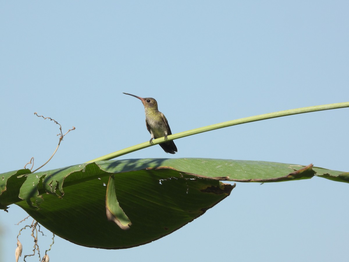 Gilded Hummingbird - Rafael Salcedo