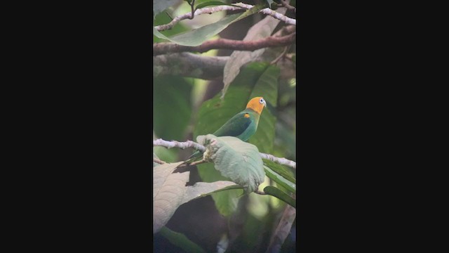 Saffron-headed Parrot - ML315245821