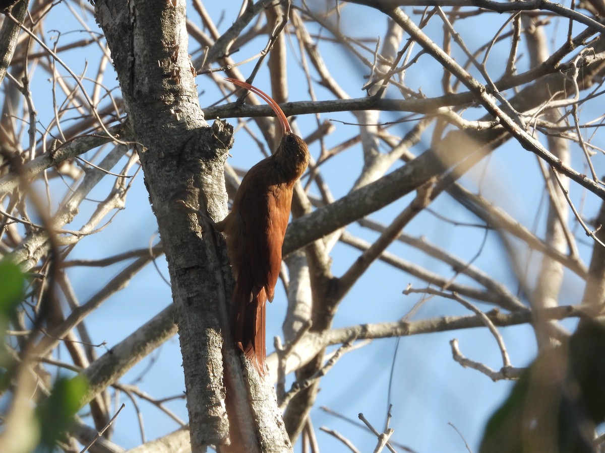 Red-billed Scythebill - ML315245851