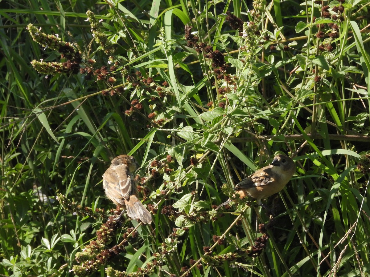 Tawny-bellied Seedeater - ML315246541