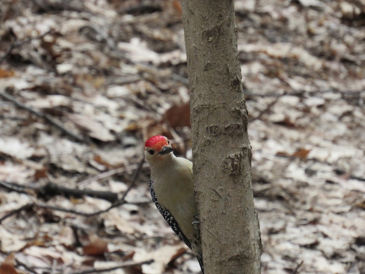 Red-bellied Woodpecker - ML315246871